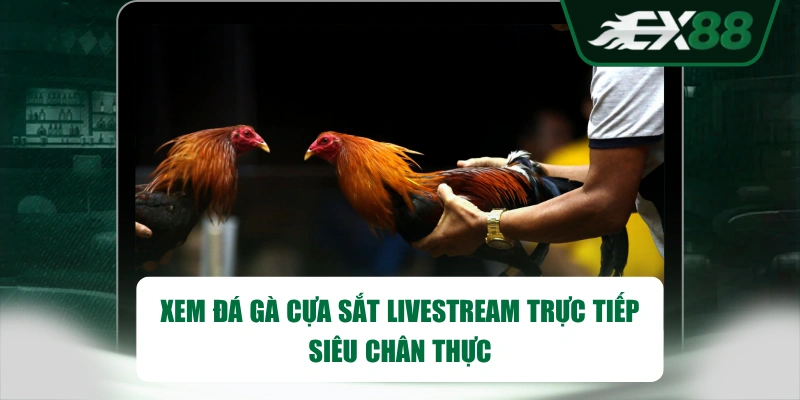 Xem đá gà cựa sắt livestream trực tiếp siêu chân thực